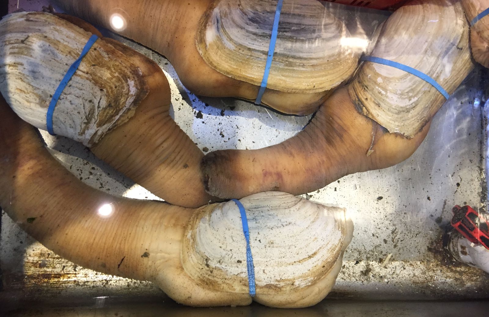 Geoduck'i palavik