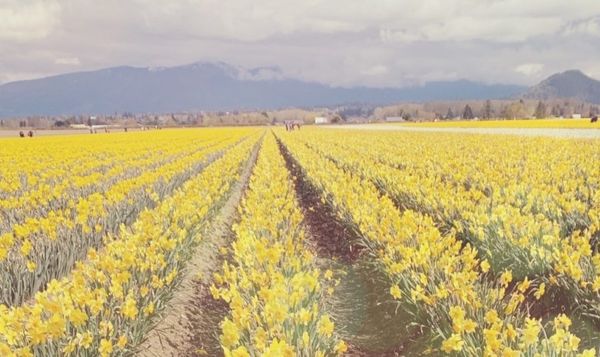 Skagit Valley ja lillede üledoos